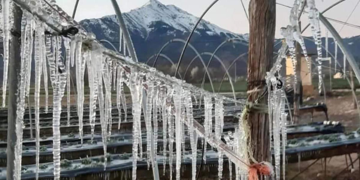 Gelata primaverile in Piemonte
